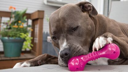 KONG Widgets Pocket Bone L – Image 3