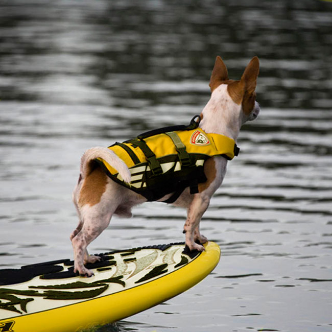 gilet nage chien