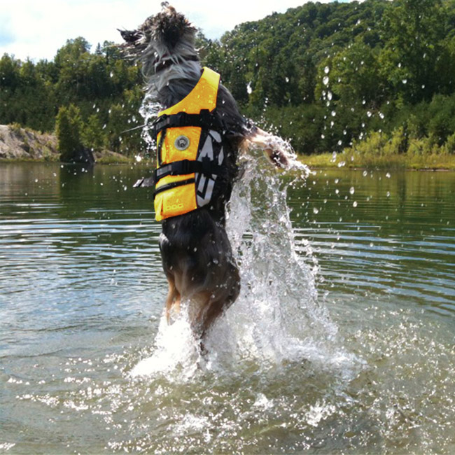 gilet de nage pour chien