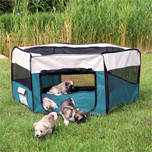 Caisse de transport transparente pour chat, chien, rongeurs